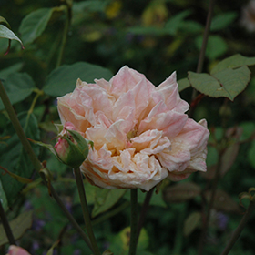 Plant Photo 8