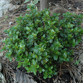 Plant Photo 10
