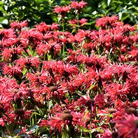 Plant Photo 4