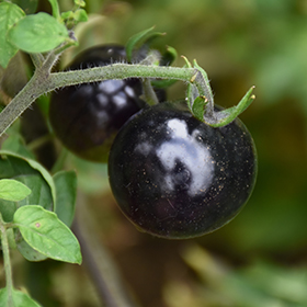 Plant Photo 6