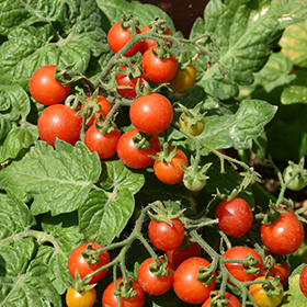 Plant Photo 10
