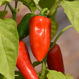 Plant Photo 5