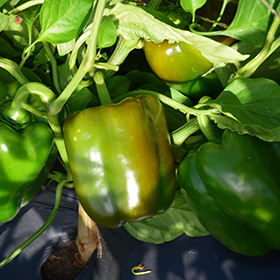 Plant Photo 9