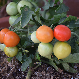 Plant Photo 9