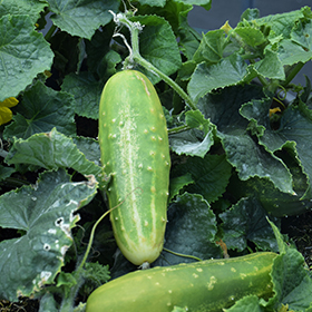Plant Photo 5