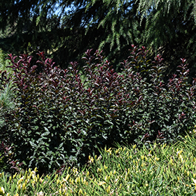 Plant Photo 2